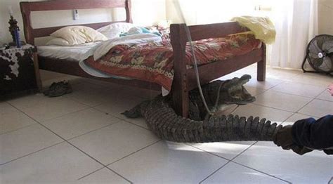Crocodile Under The Bed Barnorama