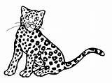 Leopard Colorat Planse Desene sketch template