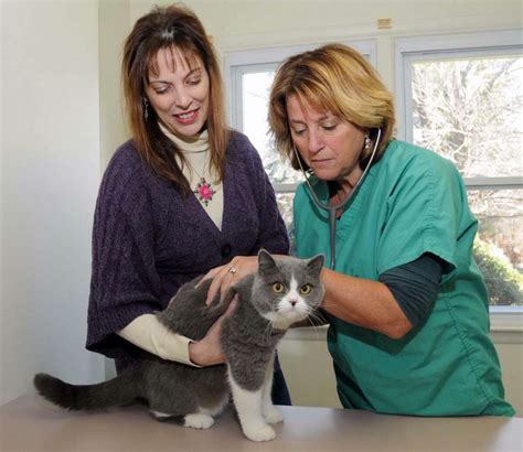 Cat Only Vet Has Tales To Tell