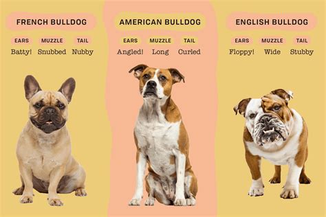 difference   english  american bulldog