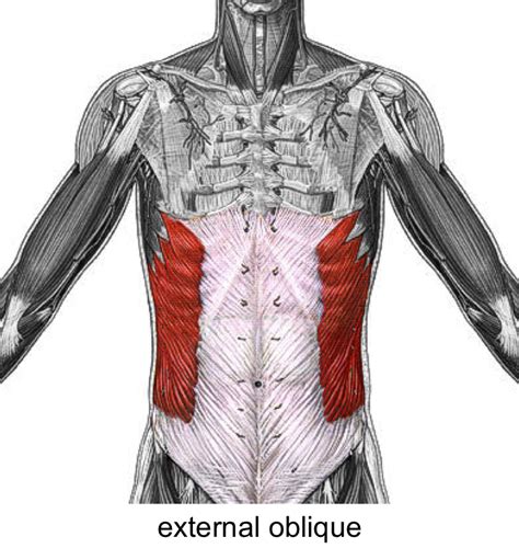 biology  marion flashcards anatomy muscles studyblue