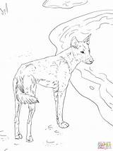 Dingo Coloring Pages Canis Lupus Drawing Printable sketch template