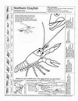 Crawfish Northern Conversati Crayfish sketch template