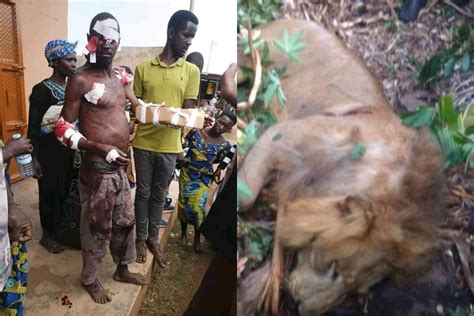 meet  ugandan man       fight   lion killed    hands