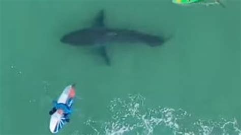 south africa shark sighting drone spots great white stalking surfers video  courier mail
