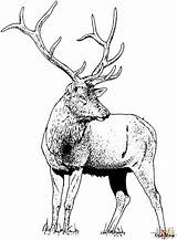 Coloring Elk Pages Deer Printable Gorgeous Popular Drawing sketch template