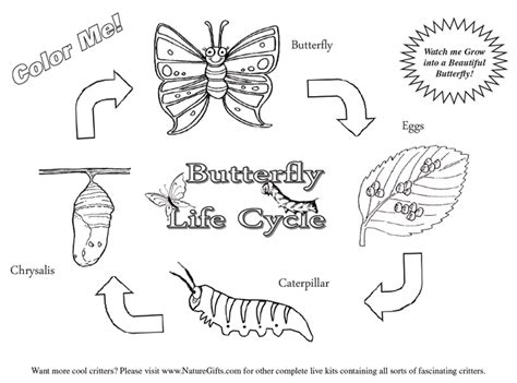 butterfly coloring pages butterfly life cycle butterfly life