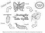 Butterfly Cycle Life Coloring Pages Cycles Science Printable Worksheets Plant Colouring Grade Living Things First Links Caterpillar Butterflies Gif Miracle sketch template