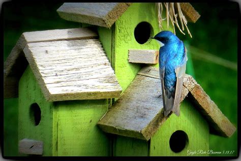 tree swallow   birdhouses photo  gayle rich boxman  bird houses bird house