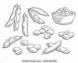 Soybean sketch template