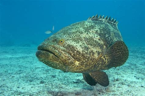 florida mulls allowing lottery for limited harvest of goliath grouper