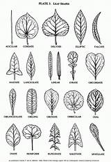 Leaf Shapes Drawing Identification Leaves Tree Template Plant Drawings Shape Printable Types Kids Plants Forme Tattoo Sycamore Tattoos Line Coloring sketch template