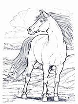 Cavallo Stampare sketch template