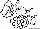 Raisin Uvas Vigne Uva Grapes Desenho Anggur Colorear Cacho Mewarnai Frutas Disegno Grape Trauben Pembelajaran Putih Hitam Ausmalbild Frutta Diprint sketch template