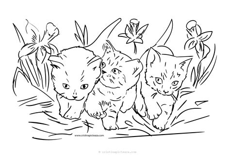 planse de colorat cu pisici pisici de colorat  pictat
