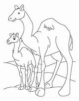 Camel Coloring Pages Baby Camels Needle Colouring Kids Getcolorings Color Outline Comments Animal sketch template