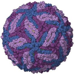 zika virus wikispecies