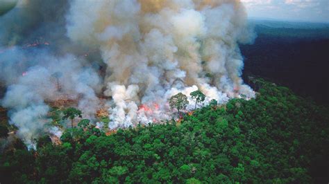 amazon rainforest   fire  report