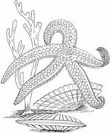 Coloring Ocean Pages Printable Sea Plants Life Adults Marine Underwater Kids Adult Desert Color Drawing Colouring Starfish Sheets Getcolorings Bestcoloringpagesforkids sketch template