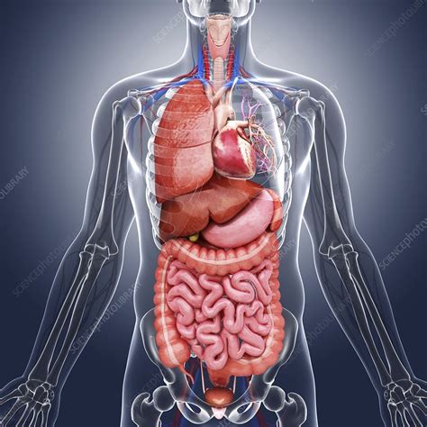 human internal organs artwork stock image  science
