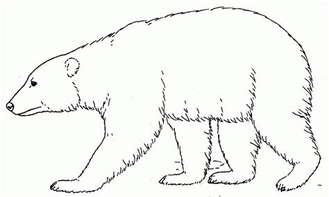 polar bear printable coloring pages