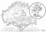 Coloring Tree Palo Verde Elm Pages Yellow Printable Template Drawing Sketch 1024 sketch template