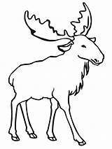 Elk Coloring Moose Outline Bull Drawing Printable Para Draw Desenhos Cliparts Colorir Clip Template Getdrawings Simple Animal Desenho Pintar Antlers sketch template