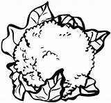 Coliflor Conopida Dibujar Colorat Hojas Comestible Desene Cabeza Inflorescencias Compuesta Blandas Separadas Manchas sketch template