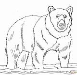 Bear Coloring Pages Brown Bears Drawing Water Grizzly Cub Line Stands Shallow Realistic Book Printables Printable Color Clipart Drawings Print sketch template