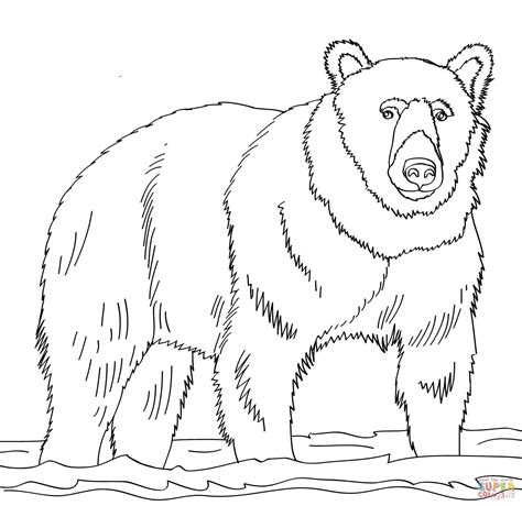 brown bear book coloring pages sketch coloring page