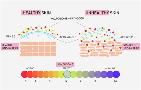 skin barrier   repair   hydrators