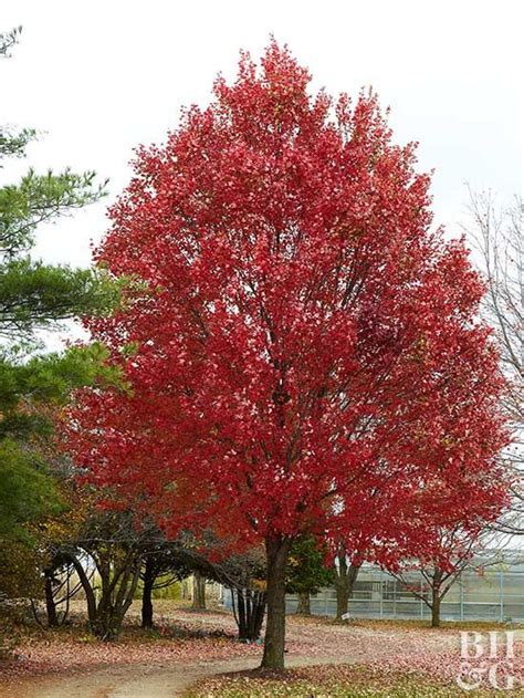 Gardeners want fast-growing shade trees for privacy