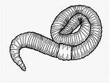 Worm Drawings Clipart Drawing Earthworm Roundworm Clipground sketch template