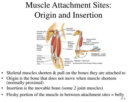 chapter   muscular system powerpoint