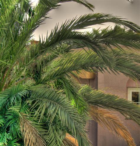 palm tree  citruspers  deviantart