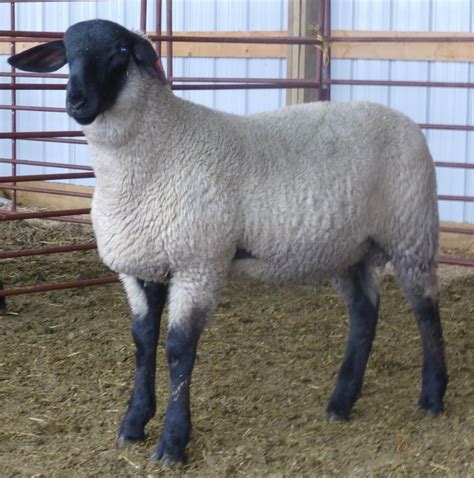 heupel farms suffolk sheep