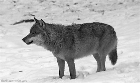 Eurasian Wolf S Find And Share On Giphy