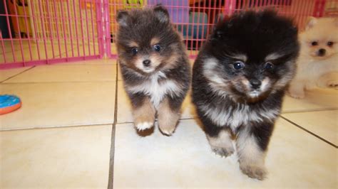 pomeranian puppies for sale in greenville county south