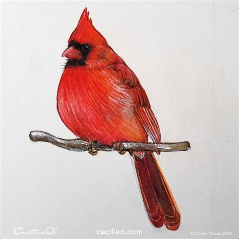 drawing  colored pencils realistic cardinal tutorial