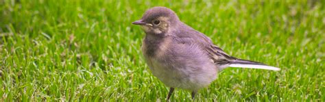 wagtails  kinds  wagtails   britain