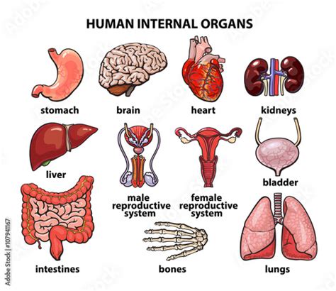 Human Organs Internal Organs Set Human Anatomy Internal Parts Of The