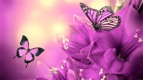 pink butterfly wallpapers wallpaperboat