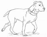 Pitbull Coloring Pages Dog Walking Educativeprintable Printable Lovers Pit Bull Drawing Freecoloringpages Via Sheets Dogs sketch template