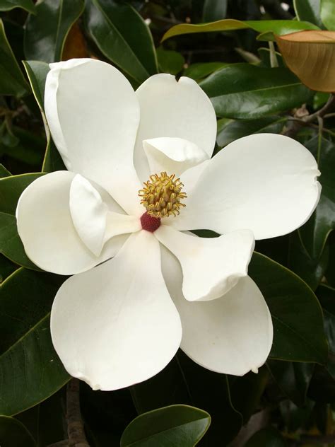 magnolia grandiflora southern magnolia world  flowering plants