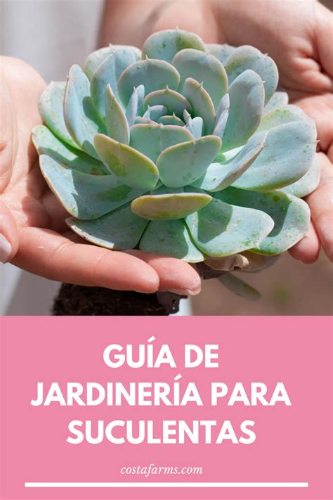 Guía De Jardinería Para Suculentas En 2021 Guia De Jardineria