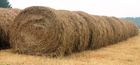 minimize hay losses  save money panhandle agriculture