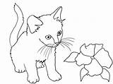 Coloring Kitten Pages Flower Cat Print Clipartqueen sketch template