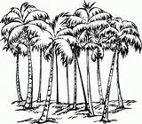 Coloring Coconut Tree Popular sketch template