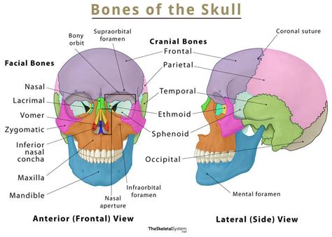 skull bone mnemonic anatomy names labeled diagram study notes  xxx