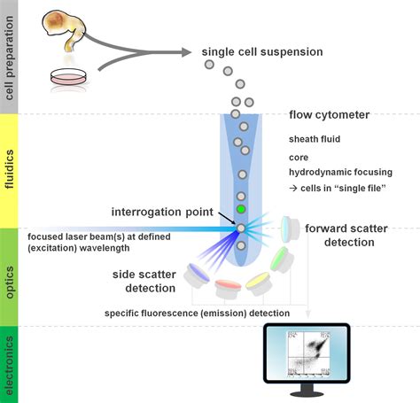 flow cytometry protocols  surface  intracellular antigen analyses  neural cell types